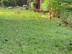 Dambulla 40.41 perches Bare Land for Sale Rathmalgahaela