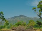 Dambulla Kapuwatte Land for Sale