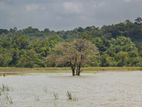 Dambulla - Land for sale