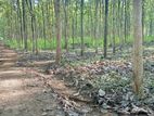 Dambulla - Teak Land for sale