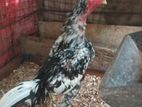 Shamo Rooster Chicks