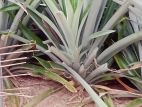 Pineapple Plants