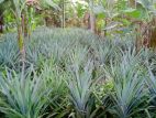 Dankotuwa Pineapple Plants