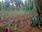 Pineapple Plants