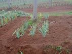 Pineapple Plants