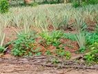 Pineapple Plant