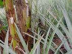 Pineapple Plants