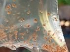 Fish Food Culture