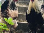 Dark Brahma Chicken