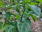 Dark Green Scotch Bonnet (නයි මිරිස් පැල)