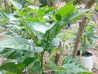 Dark Green Scotch Bonnet Plant