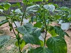Dark Green Scotch Bonnet Plants (නයි මිරිස් පැල)