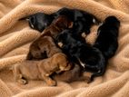 Daschound Puppies