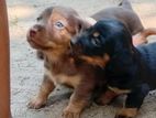 Daschound puppies