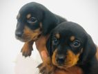 Daschound Puppies