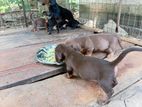 Daschound puppies