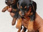 Daschound Puppies
