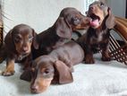 Dachshund Puppies