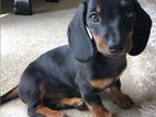 Dachshund Puppies