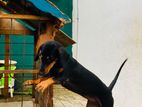 Daschund Dog