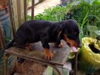 Daschund Puppies