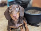 Daschund Puppy