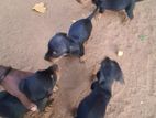 Dachshund Puppies
