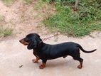 dash hound