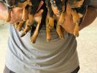 Dachshund Puppies