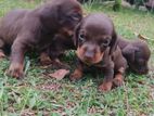 Dash Hound Puppies