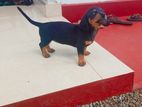 Dachshund Puppies