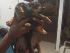 Dachshund Puppies