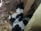 Dashound Puppies