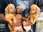 Dachshund Puppies