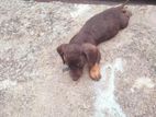 Dachshund Puppy