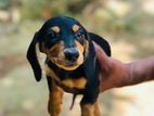 Dachshund බලු පැ ටව්