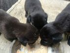 Dashand puppy
