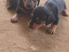 Dachshund Puppy