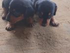 Dachshund Puppy