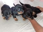 Dashchund Puppy
