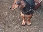 Dachshund Dog