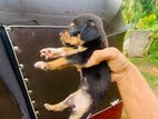 Dachshund Puppy