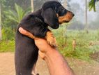 Dachshund Puppy