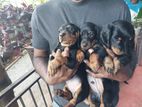 Dachshund Puppies