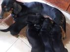 Dachshund Puppies