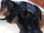 Dachshund Puppies
