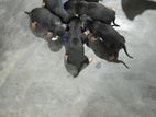 Dashchund Puppies