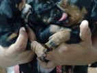 Dashchund Puppies