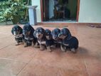 Dashchund Puppies