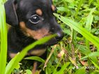 Dachshund Puppy